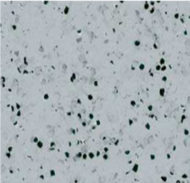 Rubber Tiles